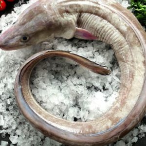 congre-poisson-a-domicile