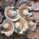 coquille saint jacques