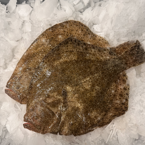 IMG_20251116_160909 Turbot